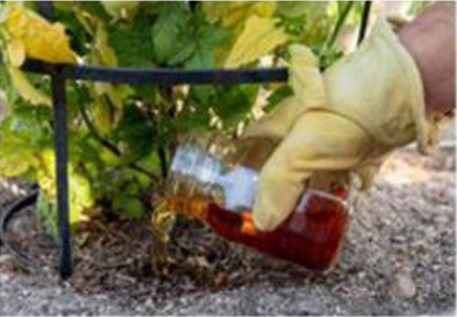 Compost Tea Pouring